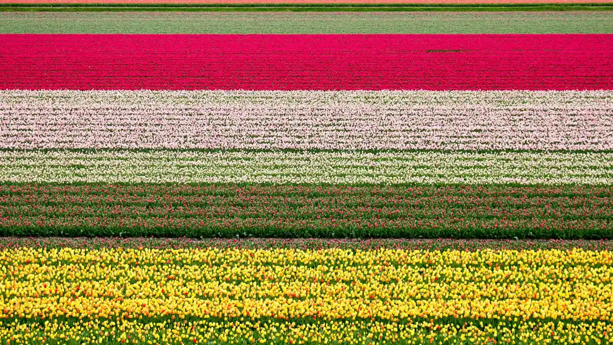 Campos de tulipanes Keukenhof Holanda